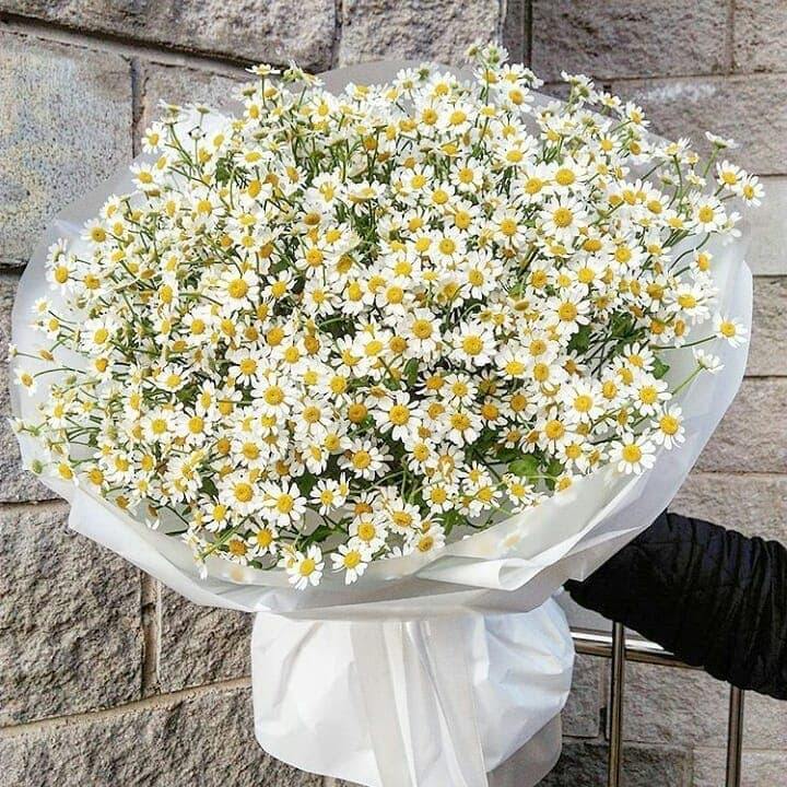 Charm of 51 sprigs of small white chamomile